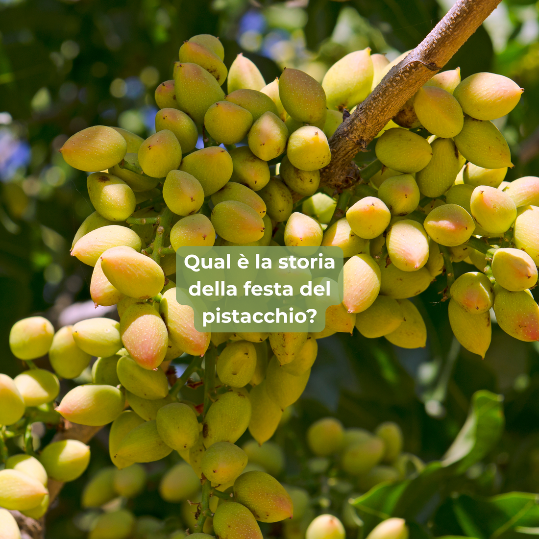 Bronte e la festa del Pistacchio: tradizione, cultura e sapori autentici